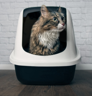 Complete Course – Feline Inappropriate Elimination Master Course