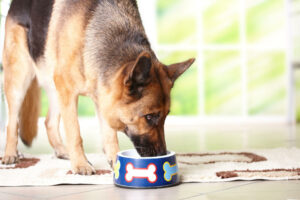 A German Shepherd Dog with his nose in his food bowl looking nervously away from the bowl.