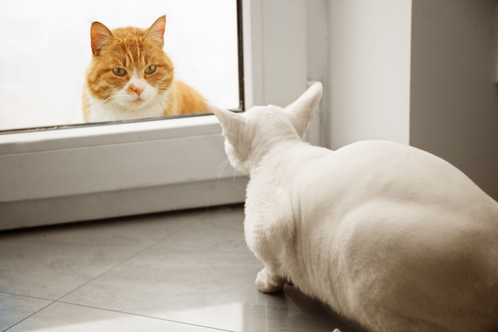 A orange tabby cat looking into a window at a white cat who appears apprehensive.